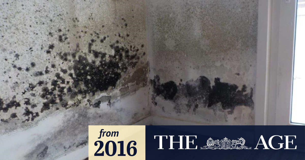 Mould and fungus push residents out of uninhabitable apartments